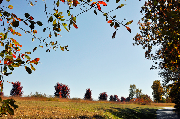 a bit of autumn colors