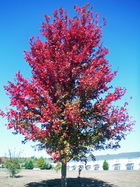 red autumn leaves on a tree