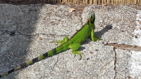 iguana