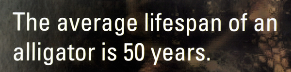 lifespan of an alligator info