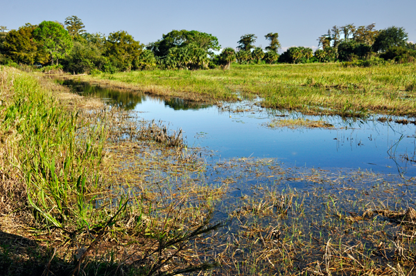 scenery in Loxahatcheee National Wildlife Refuge