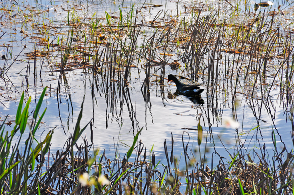 bird in water