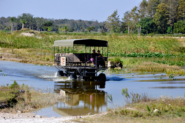 A swamp buggy returning to the dock