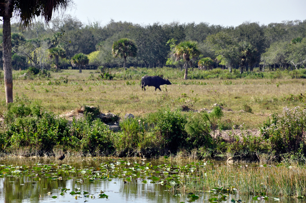 Buffalo