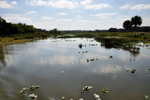 swamp scenery