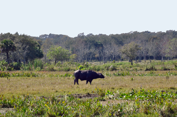 buffalo