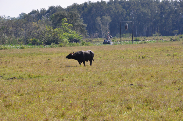 buffalo