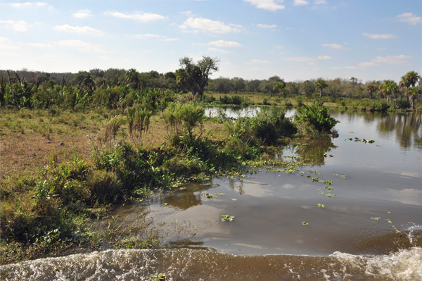 swamp scenery