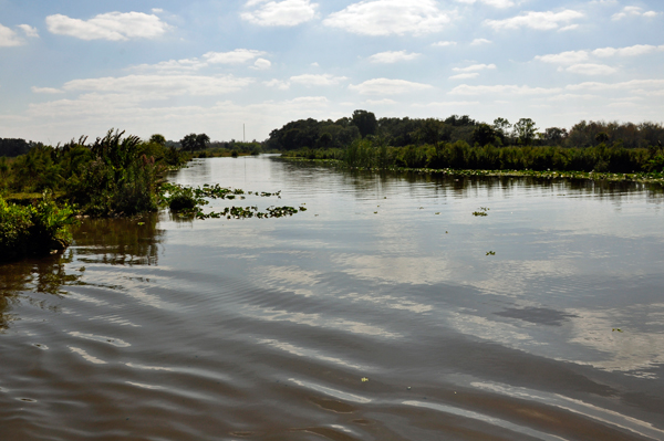 swamp scenery