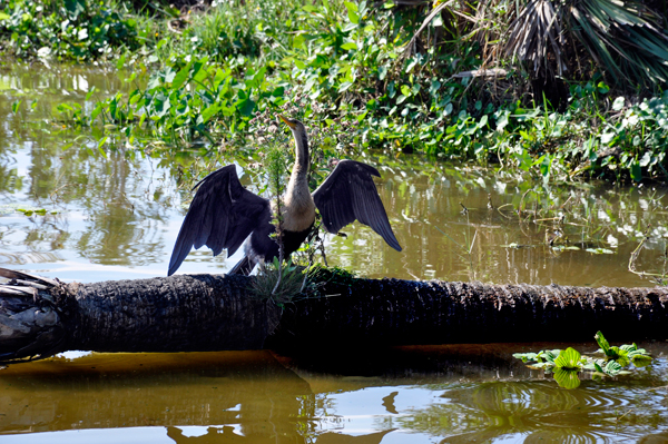 bird drying its wings