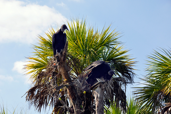 2 birds in a tree