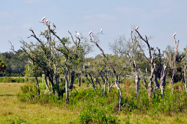 pink birds in tree tops