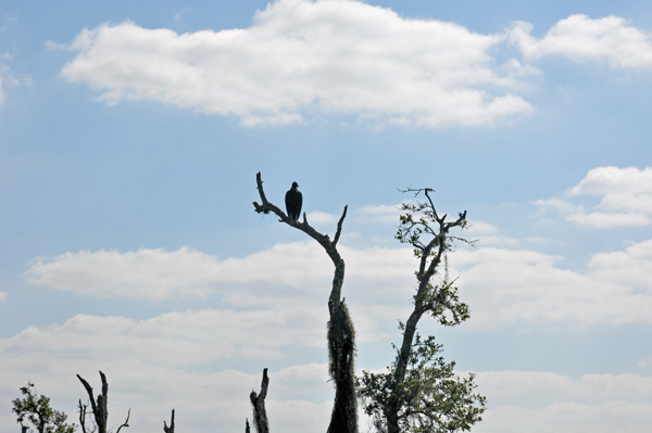 bird in the tree