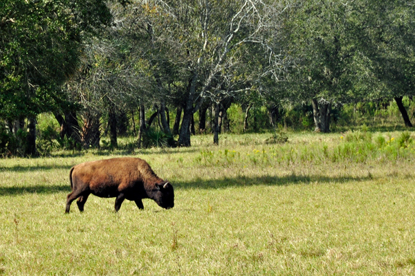 buffalo