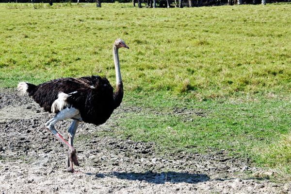 Ostrich