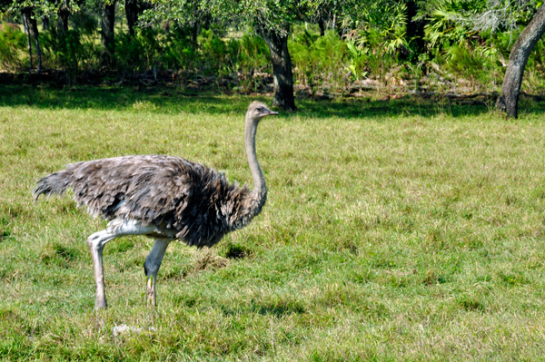 Ostrich