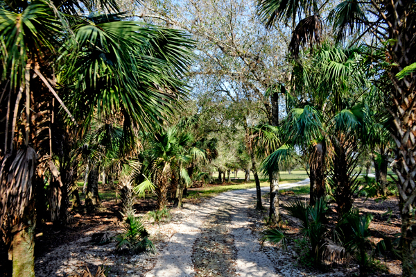 hardwood hammock area