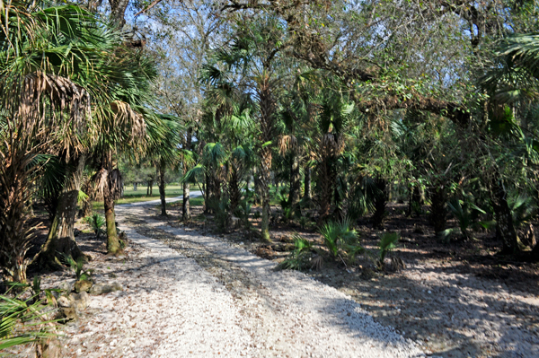 hardwood hammock area