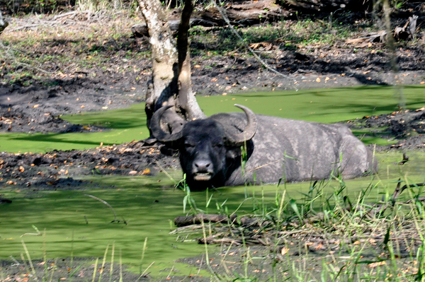 buffalo in water