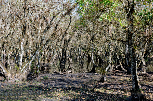 hardwood hammock area