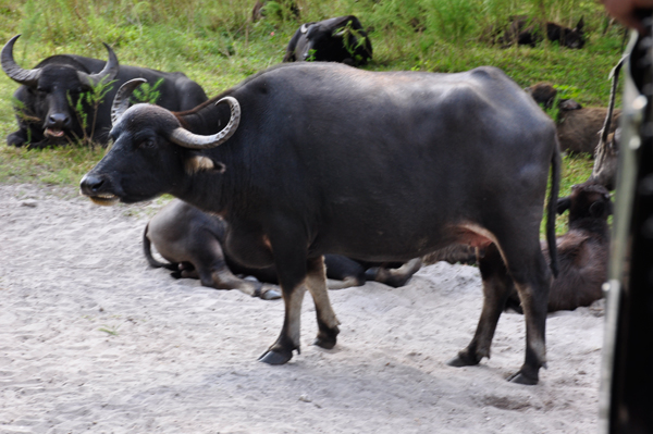 buffalo