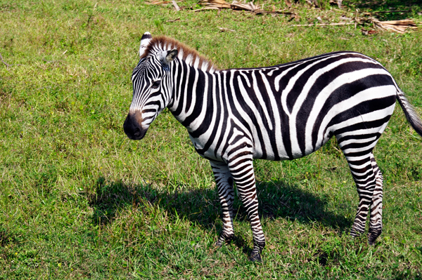 zebra