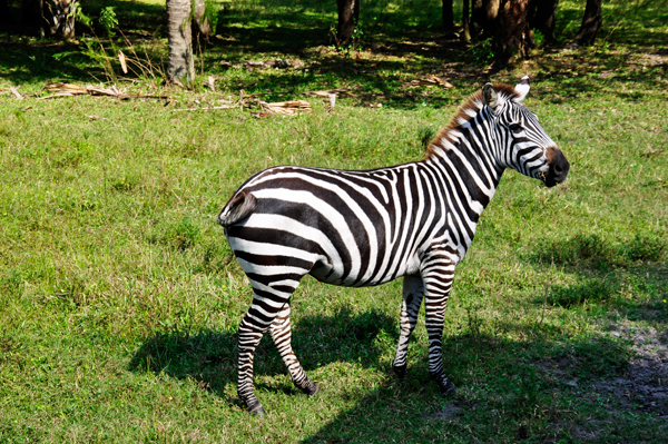 zebra