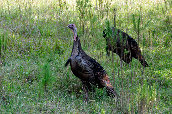 Wild turkeys