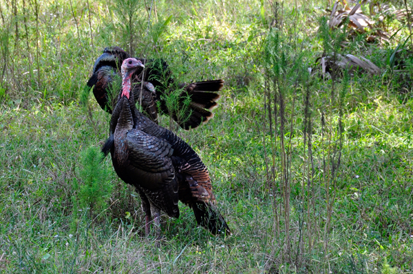 Wild turkeys