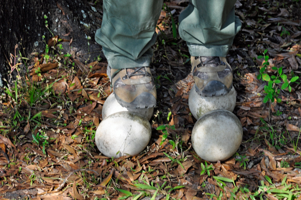 Ostrich eggs