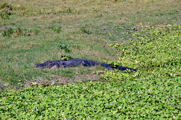 alligator at Billie Swamp Safari