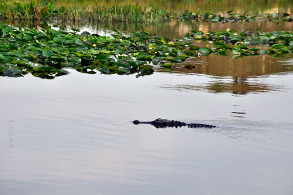 alligator at Billie Swamp Safari