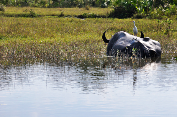 buffalo and bird