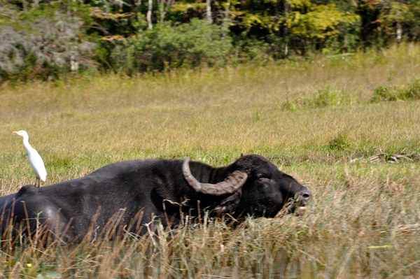 buffalo