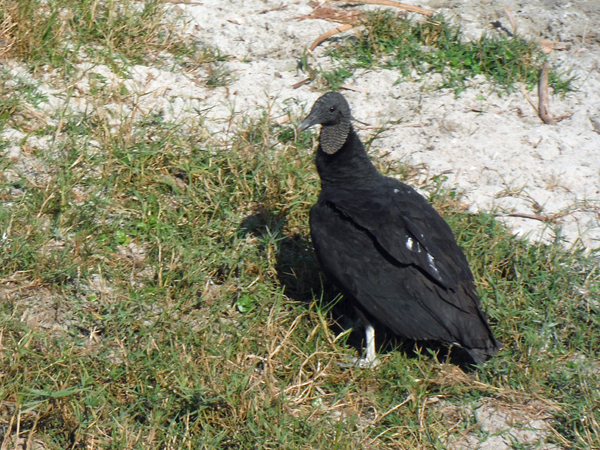 Wild turkeys