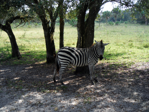 zebra