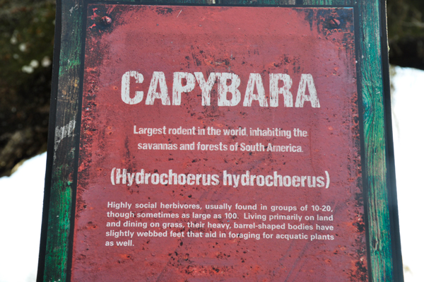 capybara sign