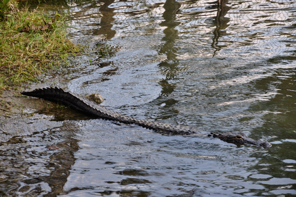 alligator in water