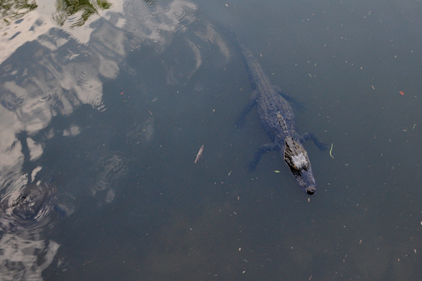 alligator in water