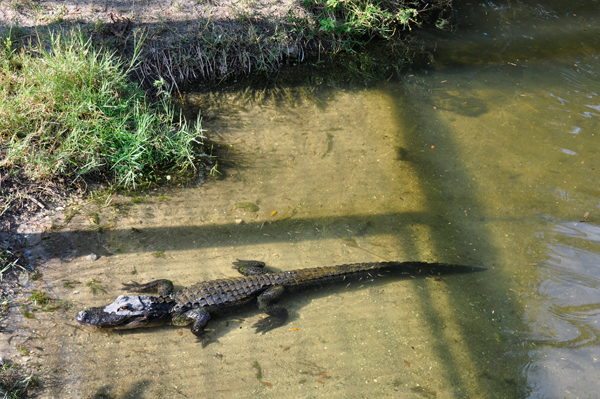 alligator in water