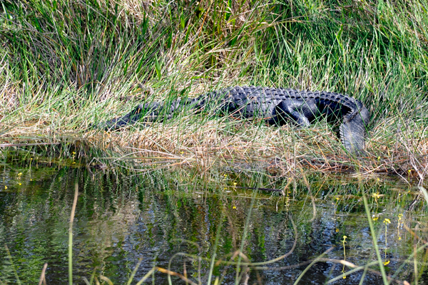alligator two
