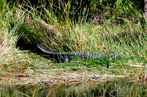 alligator three