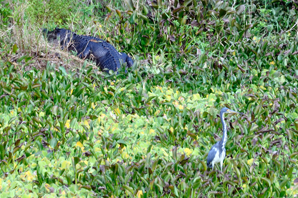 alligator four and a bird