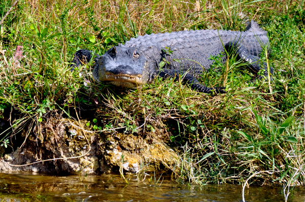 Alligator #2