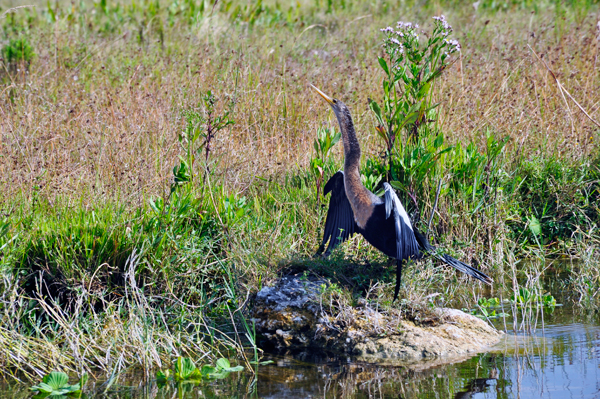 bird drying its wings