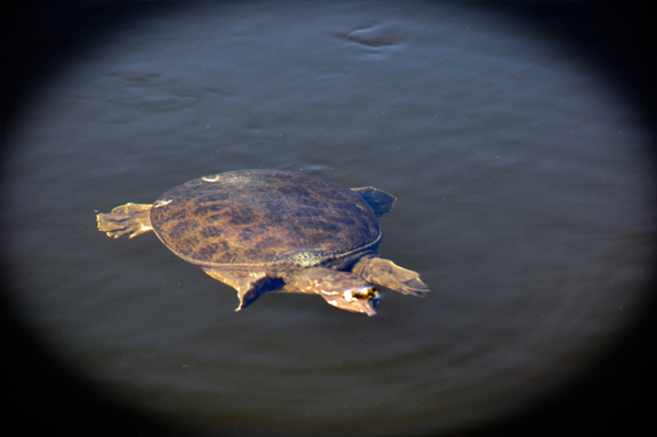 a smaller turtle