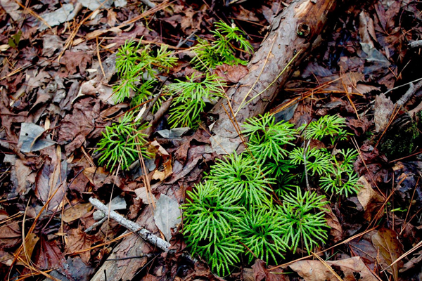 moss on the ground