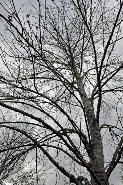 looking up into the tree