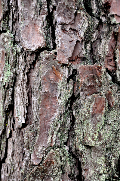 tree trunk texture