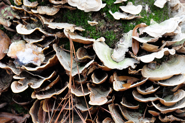 moss and scales on a tree